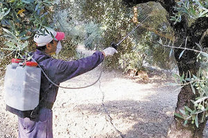 Αγρότης ψεκάζει για το δάκο