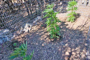 Τον έπιασαν για τα δενδρύλλια στο χωράφι του