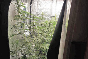 δενδρύλλια υπό μορφή υδροπονικής καλλιέργειας