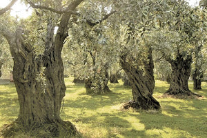 ελιές