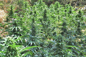 φυτείες με δενδρύλλια ινδικής κάνναβης