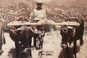 Η φωτογραφία της ημέρας: Αλωνίσματα στο Αμάρι τη δεκαετία του 1950