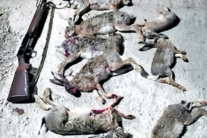 Τους έπιασαν με τους λαγούς