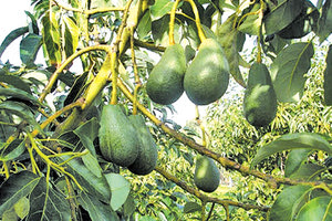 Ένα αβοκάντο ... κρητικό