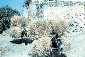 Καστέλλι Πεδιάδος, Ιούνιος 1943. Γαϊδουράκια μεταφέρουν στάχυα στο αλώνι