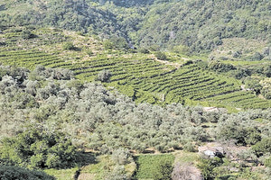 αναμόρφωση των δασικών χαρτών