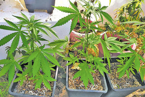 καλλιεργούσε δενδρύλλια κάνναβης μέσα σε γλάστρες στον προαύλειο χώρο της οικία του