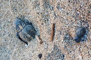 τις παραλίες ωοτοκίας της θαλάσσιας χελώνας