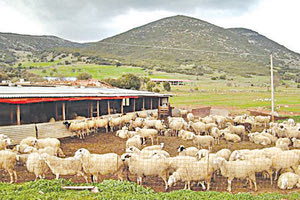 κτηνοτροφικές μονάδες