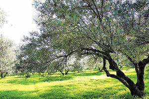 ελαιόδεντρα