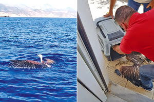 Έσωσαν γυπαετό από βέβαιο πνιγμό οι λιμενικοί