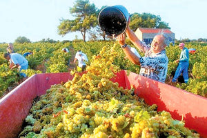 οινοστάφυλα