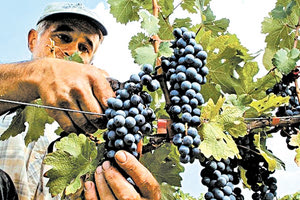 παραγωγή οινοστάφυλων κρητικού κρασιού