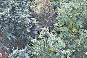 φυτεία με δενδρύλλια κάνναβης