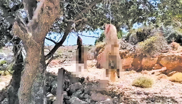 βασάνισαν μέχρι θανάτου τα δύο μικρά σκυλιά στην περιοχή των Κεραμειών