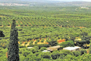 Καστέλλι του δήμου Μινώα