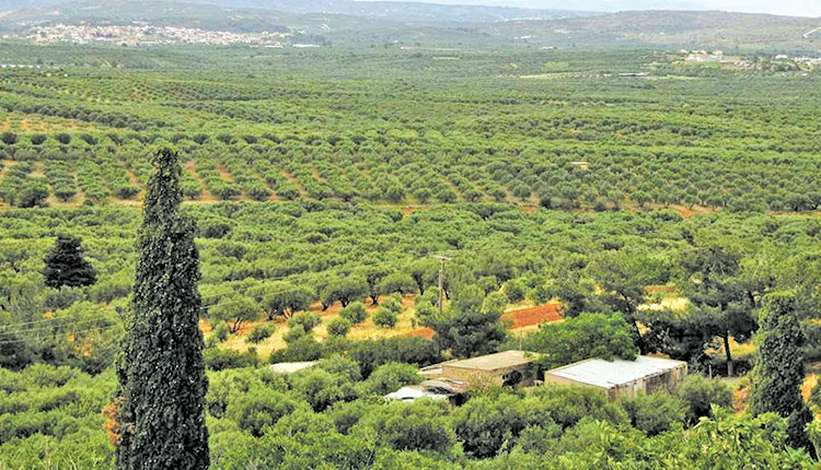 Καστέλλι του δήμου Μινώα