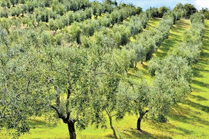 ελαιοκομικό μητρώο