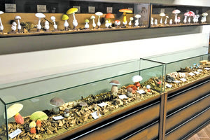 Λεπτομέρεια από το Μουσείο Μανιταριών της Καλαμπάκας