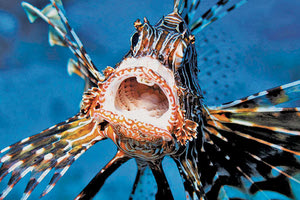 ΛΕΟΝΤΟΨΑΡΟ