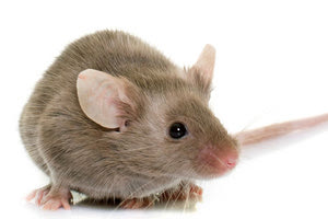 δάγκωμα ποντικού