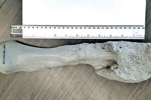 Και οι δεινόσαυροι είχαν καρκίνο!