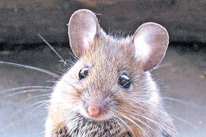 ΔΑΓΚΩΜΑ ΠΟΝΤΙΚΙΟΥ