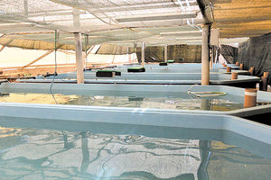 ιχθυοτροφείου