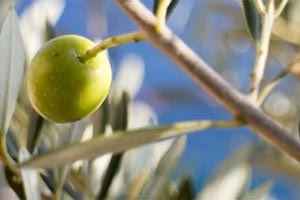 Πού ξεκινά ο τρίτος γύρος δολωματικών ψεκασμών