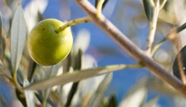 Πού ξεκινά ο τρίτος γύρος δολωματικών ψεκασμών