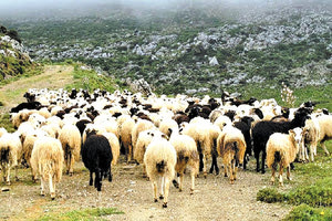 πρόβατά