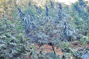 φυτείες δενδρύλλια κάνναβης