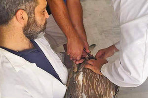 Ένας πολίτης βρήκε γύπα μετά από πιθανό τραυματισμό του στο πόδι και τον μετέφερε στο Μουσείο Φυσικής Ιστορίας Κρήτης