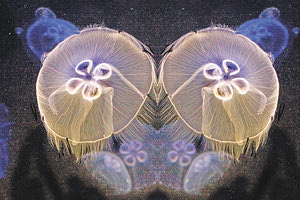 «Ο μαγικός κόσμος του βυθού» στο Ενυδρείο Κρήτης μέσα από τον φακό των Θ. Δανδαρή και Π. Νικηφοράκη