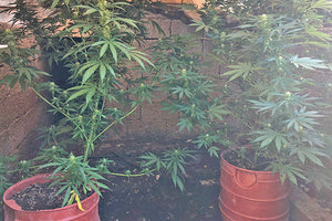 καλλιέργεια δενδρύλλια κάνναβης