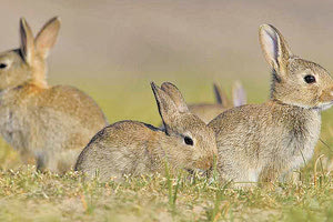 κουνέλια