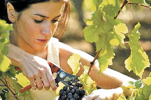 σταφύλια οινοποιήσιμα