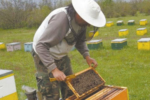 μελισσοπαραγωγοί