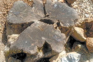 Μόνο το κούτσουρο της ρίζας έμεινε από την υπεραιωνόβια ελιά