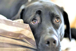 κακοποιήσεις ζώων