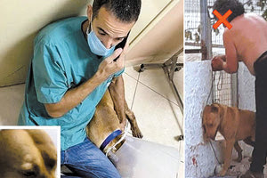 Η βάναυση κακοποίηση σκύλου από τον ιδιοκτήτη του στα Κουνουπιδιανά Χανίων που κρέμασε το ζώο, το ευνούχησε με τανάλια