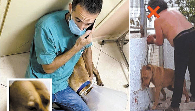 Η βάναυση κακοποίηση σκύλου από τον ιδιοκτήτη του στα Κουνουπιδιανά Χανίων που κρέμασε το ζώο, το ευνούχησε με τανάλια