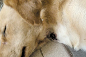 Άνδρας άνοιξε πυρ κατά του σκύλου έξω από σχολείο του Ηρακλείου