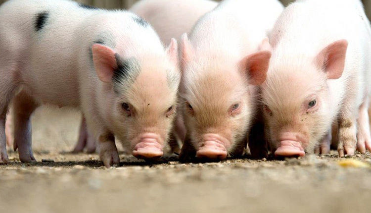 γουρουνάκια