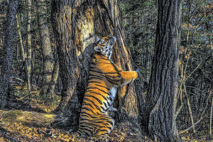 Ο Ρώσος φωτογράφος Σεργκέι Γκορσκόφ ήθελε να φωτογραφίσει μια τίγρη της Σιβηρίας και κέρδισε στις πιο εντυπωσιακές φωτογραφίες της χρονιάς