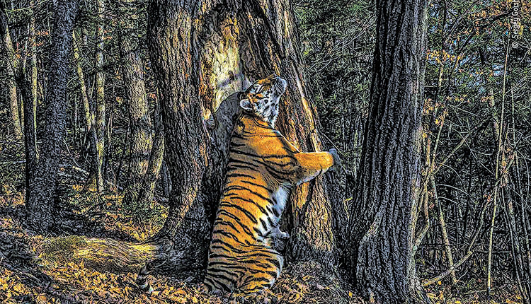 Ο Ρώσος φωτογράφος Σεργκέι Γκορσκόφ ήθελε να φωτογραφίσει μια τίγρη της Σιβηρίας και κέρδισε στις πιο εντυπωσιακές φωτογραφίες της χρονιάς