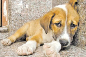 Βασανισμός ζώων