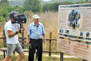 Γερμανοί γυρίζουν ντοκιμαντέρ για τα μνημειακά ελαιόδεντρα της Κρήτης