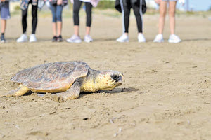 απελευθέρωση θαλάσσιας χελώνας Caretta caretta από το Ενυδρείο Κρήτης
