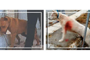 βασανιστές ζώων